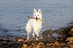 spielender Weier Schweizer Schferhund