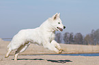 rennender Weier Schweizer Schferhund