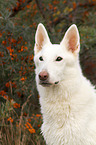 Weier Schweizer Schferhund Portrait