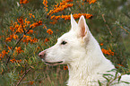 Weier Schweizer Schferhund Portrait