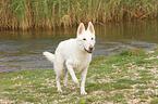 laufender Weier Schweizer Schferhund