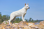 Wei�er Schweizer Sch�ferhund