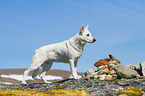 Wei�er Schweizer Sch�ferhund