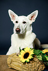 Weier Schweizer Schferhund Portrait