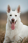 liegender Weier Schweizer Schferhund