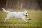 rennender Weier Schweizer Schferhund