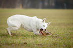 rennender Weier Schweizer Schferhund