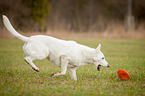 rennender Weier Schweizer Schferhund