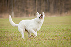 rennender Weier Schweizer Schferhund