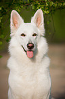 Weier Schweizer Schferhund Portrait