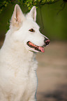 Weier Schweizer Schferhund Portrait