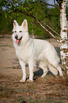 Weier Schweizer Schferhund