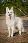 Weier Schweizer Schferhund