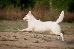 rennender Weier Schweizer Schferhund