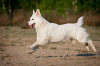 rennender Weier Schweizer Schferhund