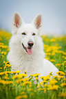 liegender Weier Schweizer Schferhund
