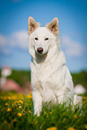 sitzender Weier Schweizer Schferhund