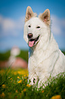sitzender Weier Schweizer Schferhund