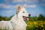Weier Schweizer Schferhund Portrait