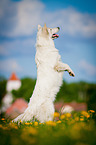 Weier Schweizer Schferhund