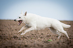 rennender Weier Schweizer Schferhund