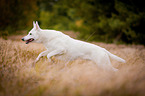 rennender Weier Schweizer Schferhund