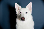 Weier Schweizer Schferhund Portrait