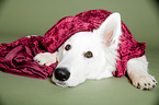 liegender Weier Schweizer Schferhund