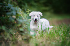 Weier Schweizer Schferhund Welpe