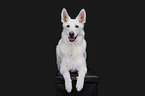 liegender Weier Schweizer Schferhund