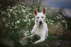 liegender Weier Schweizer Schferhund