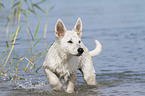 stehender Weier Schweizer Schferhund