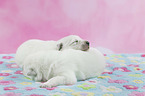 Weier Schweizer Schferhund Welpe