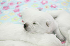Weier Schweizer Schferhund Welpe