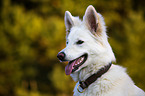 Weier Schweizer Schferhund Portrait