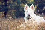 liegender Weier Schweizer Schferhund