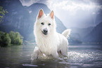 Berger Blanc Suisse