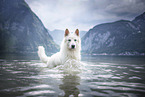 Weier Schweizer Schferhund im Wasser