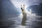 Weier Schweizer Schferhund rennt durchs Wasser