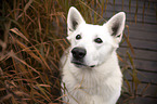 Weier Schweizer Schferhund