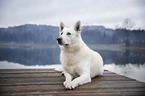 liegender Weier Schweizer Schferhund