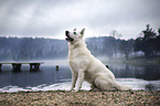 sitzender Weier Schweizer Schferhund
