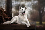 liegender Weier Schweizer Schferhund