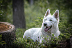 liegender Weier Schweizer Schferhund