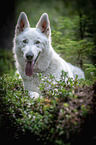 liegender Weier Schweizer Schferhund