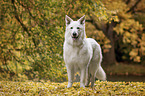 stehender Weier Schweizer Schferhund