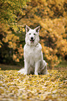 sitzender Weier Schweizer Schferhund