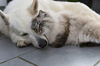 Weier Schweizer Schferhund mit Katze