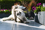 Weißer Schweizer Schäferhund mit Katze
