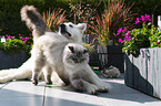 Weißer Schweizer Schäferhund mit Katze